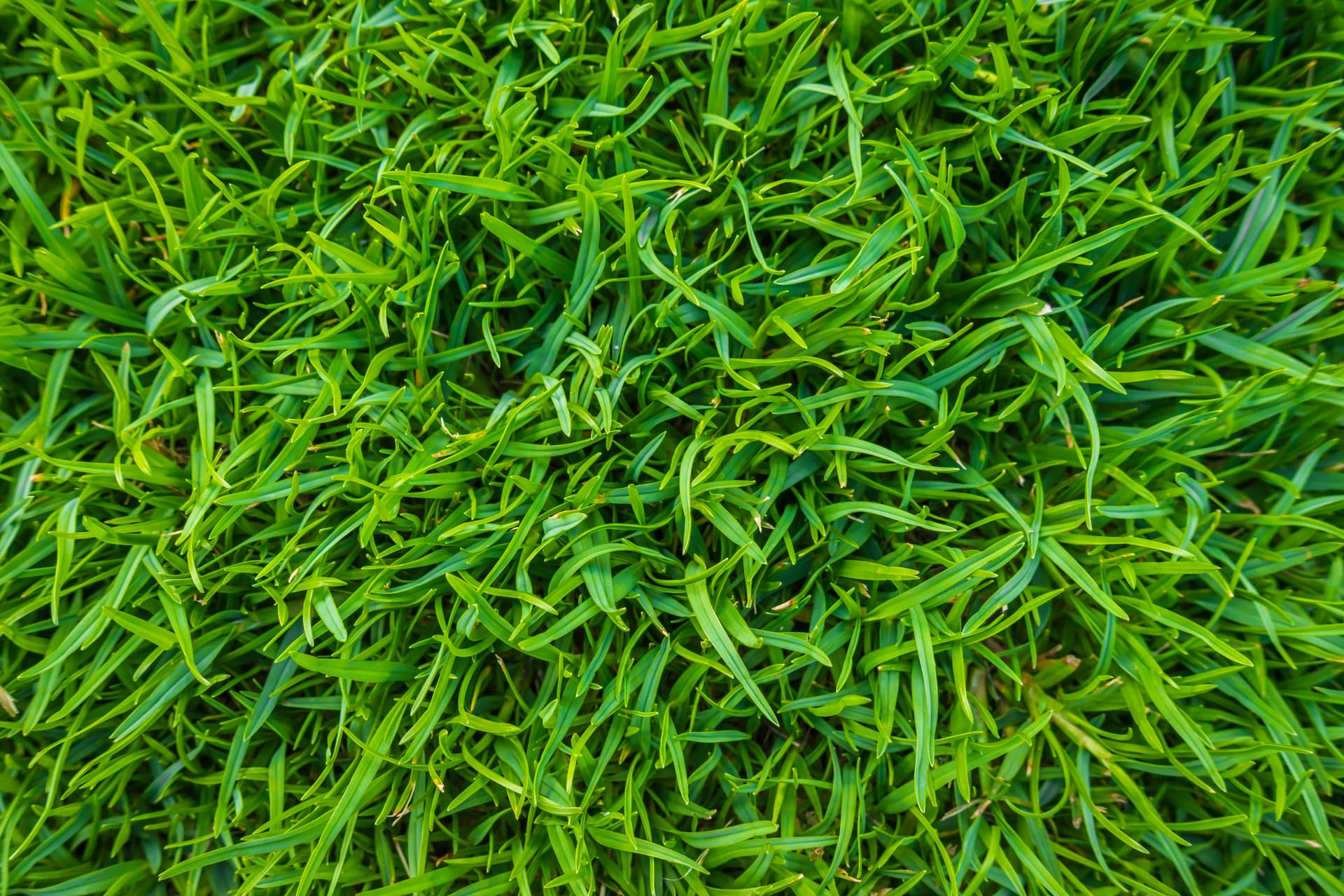 Artificial Grass Maintenance Calendar: Year-Round Care Tips for Artificial Grass Cleaning