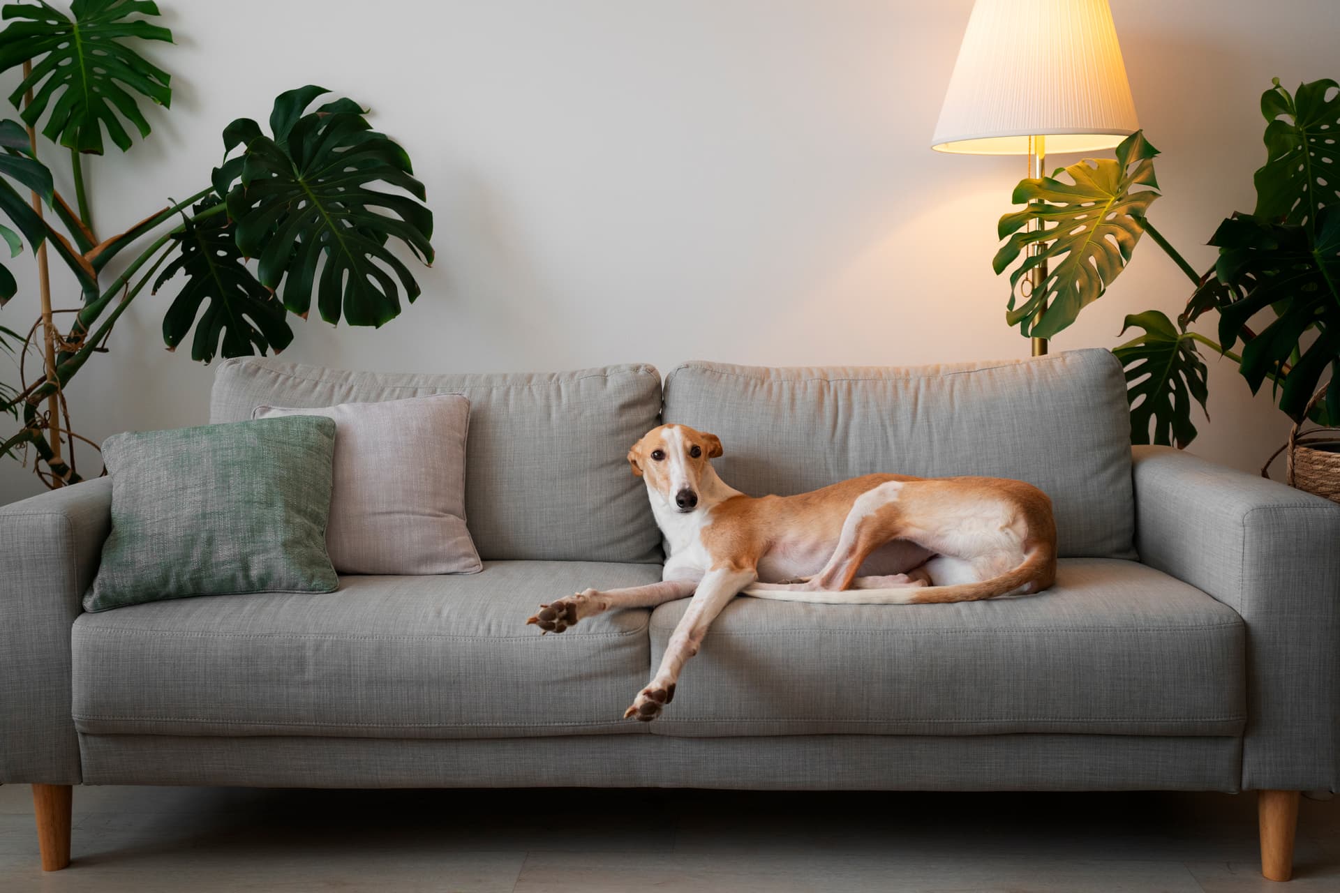 How to Keep Your Furniture Clean with Pets at Home – Dubai’s Guide for Pet Owners